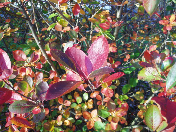 Höstlöv i nyanser av rött, orange och grönt under soligt väder.