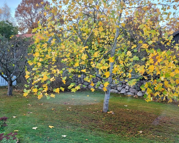 Träd med gula löv, stenmur, gräsmatta, höststämning, solnedgång, skymning, fredlig, trädgård, löv på marken.