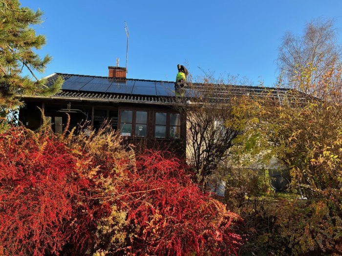 Person på tak, solpaneler, höst, röda och gröna buskar, klart väder.