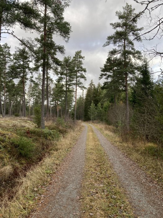 Skogsväg omgiven av barrträd under en molnig himmel. Fredlig, natur, vildmark, grusstig, grönt och grått.