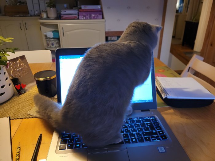 Katt sitter på laptop, hemarbetsplats, papper, anteckningsbok, penna, köksmiljö i bakgrunden.