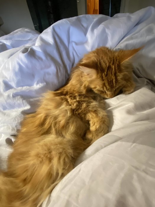 En sovande långhårig orange katt ligger bekvämt på vita sängkläder.