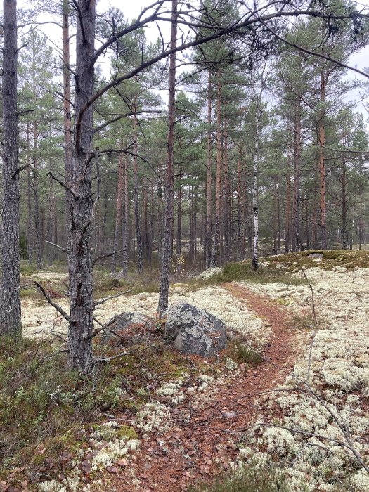 En stig genom en skog med tallar, mossa och stenar. Lugnt och naturskönt landskap.