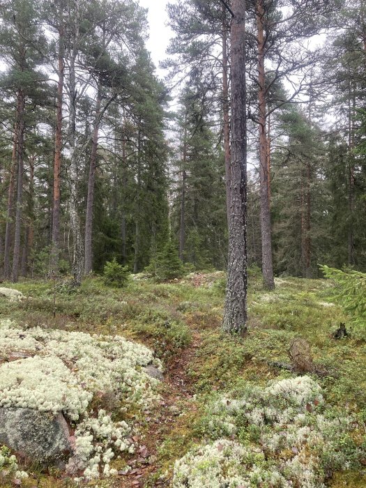 En skogsstig, barrträd, mossa, stenar, tystnad, grönt och vitt landskap, orörd natur.