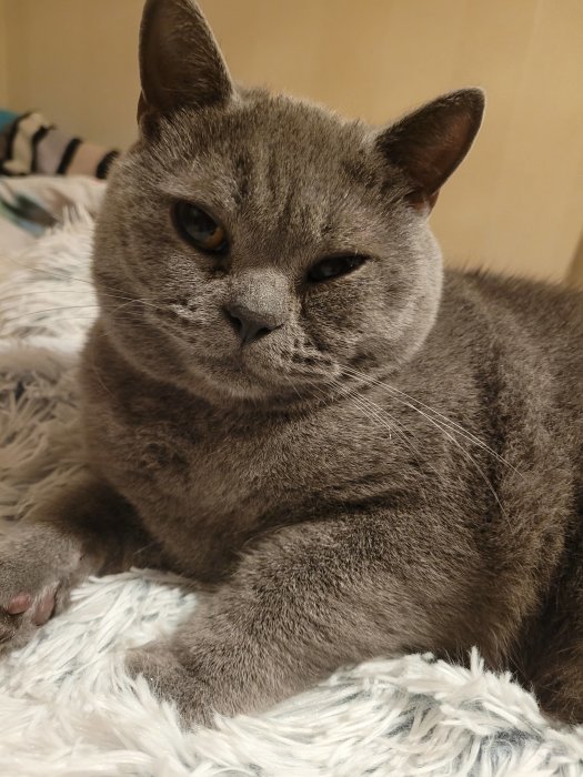 Grå katt med tjock päls ligger på vit fluffig matta.