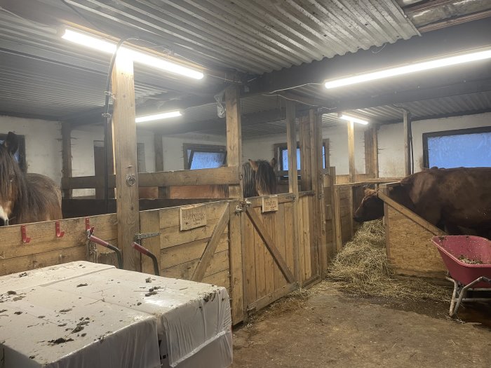 Häststall interiör med träboxar, hästar, en kossa, foderskottkärra och hö.