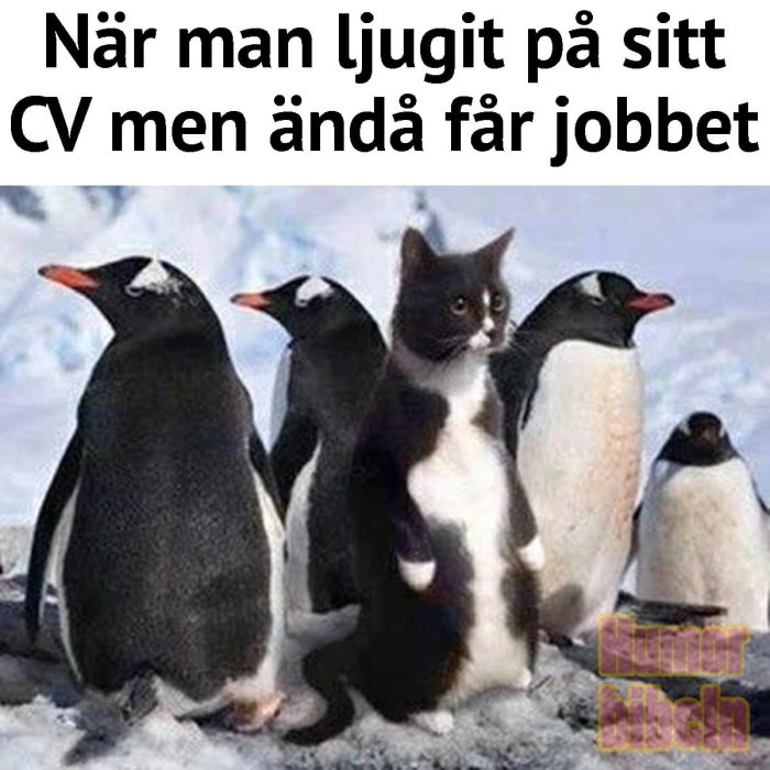 Katt bland pingviner, humoristisk bild, text "När man ljugit på sitt CV men ändå får jobbet".