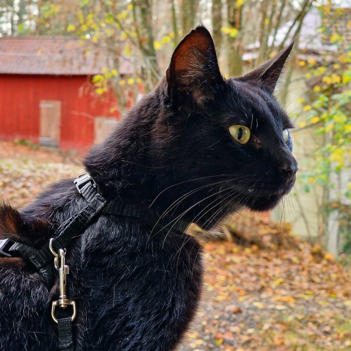 Svart katt med sele tittar bort, höstlöv, röd byggnad i bakgrunden.