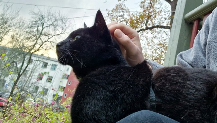 Svart katt blir klappad utomhus, blickar iväg, byggnader och träd i bakgrunden.