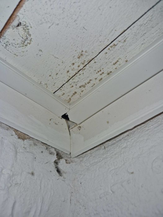 Vitt tak med mögel, smuts och skade i hörnet där två lister möts.