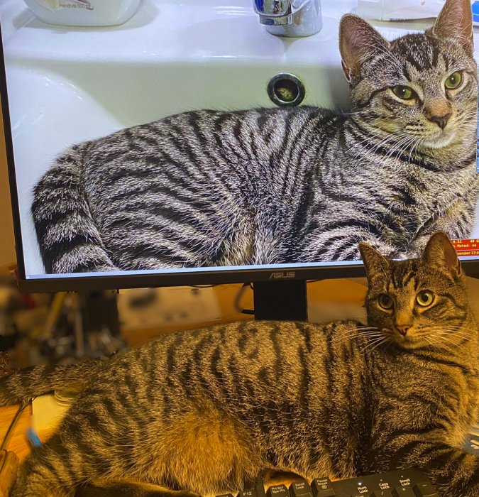 Katt ligger framför skärm som visar dess bild; illusion av kontinuitet. Tangentbord, skrivbordsmiljö syns.