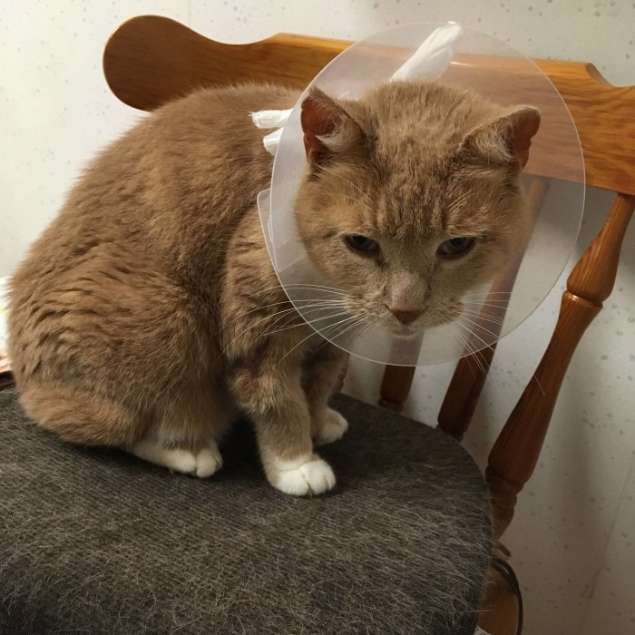 Orange katt med plastkrage på stol ser missnöjd ut.
