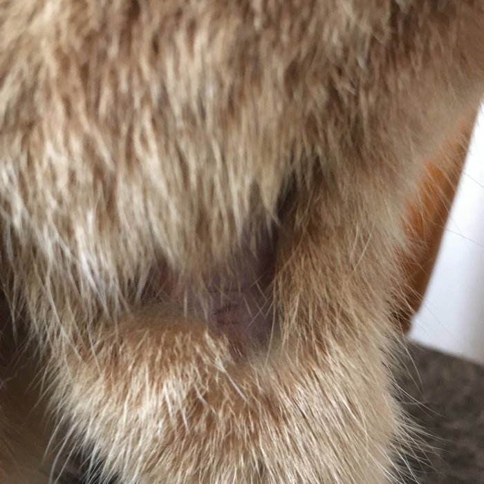 Närbild på kattnos och morrhår, gulaktig päls, oskarp bakgrund, detaljerat, djur, vertikal orientering.