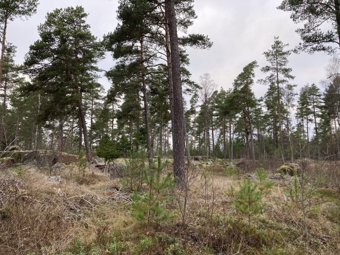 Skoglandskap med tallar, klippor, mossa och grå himmel. Obebodd natur i kallt klimat.