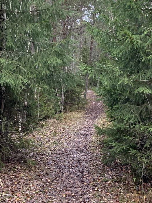 Skogsväg täckt av löv, omgiven av gröna barrträd och ljusbruna lövträd. Stig inbjuder till promenad.