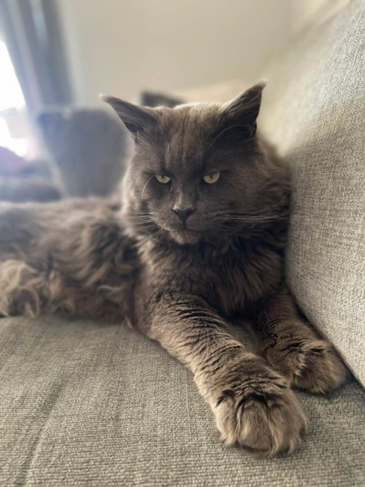 Långlårig grå katt ligger avslappnat på en grå soffa inomhus med ett allvarligt uttryck.