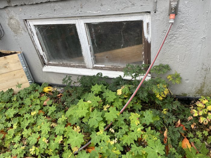 Plants growing in front of an old, partially boarded-up window, with a red electrical cord nearby.