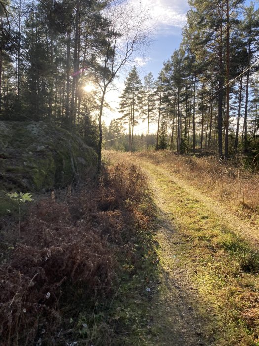 Skogsväg med solnedgång, träd, stenar och höstfärgade växter speglar lugn och stillhet.