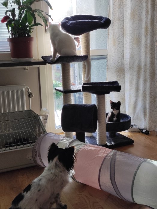 Två katter på klösträd, en hund tittar på, inomhus, leksaker, mysig hemmiljö.