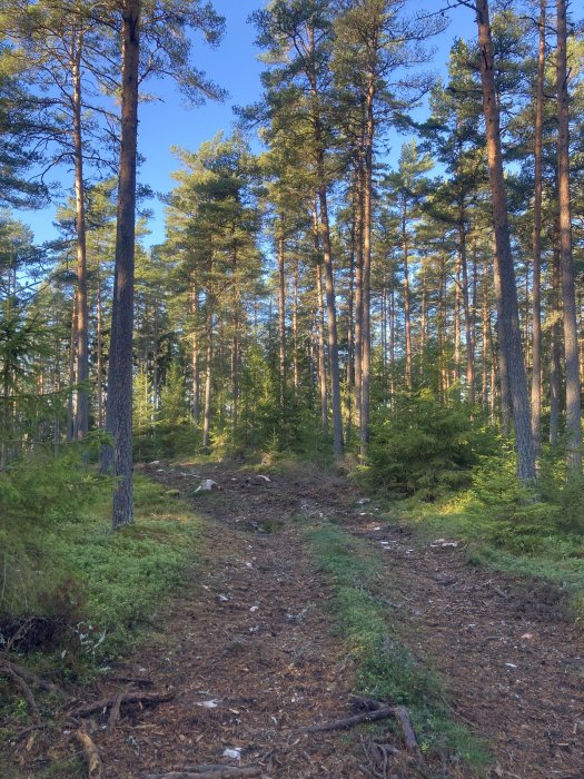 Skog, tallar, stig, barrmark, soligt, grönska.