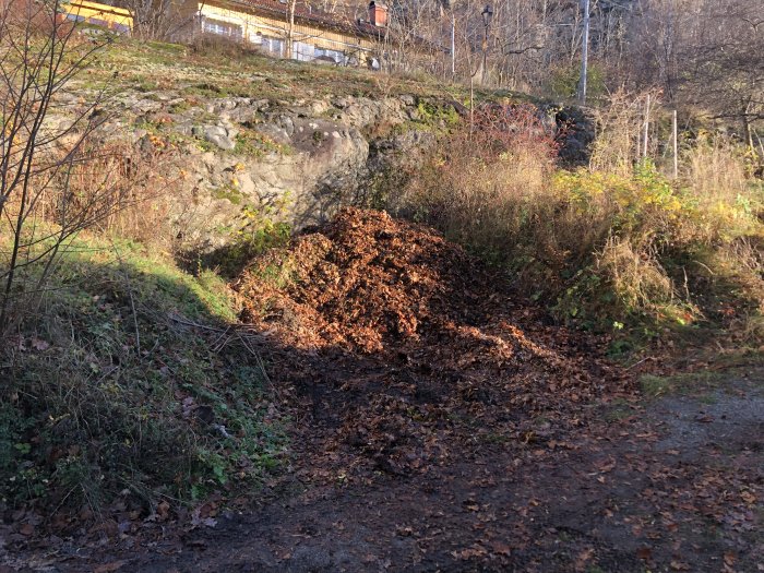 Lövhög på en skogsväg nära en klippa, höststämning, solljus, ingen snö, grönska kvar.