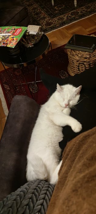Vit katt sover på svart kudde i rum med orientalisk matta och soffbord.