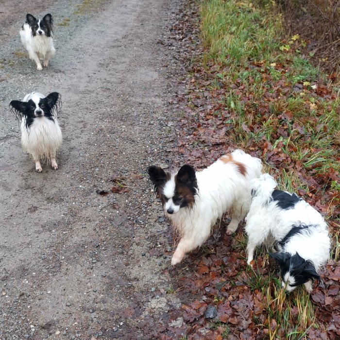 Tre blöta hundar på grusväg omgivna av höstlöv.