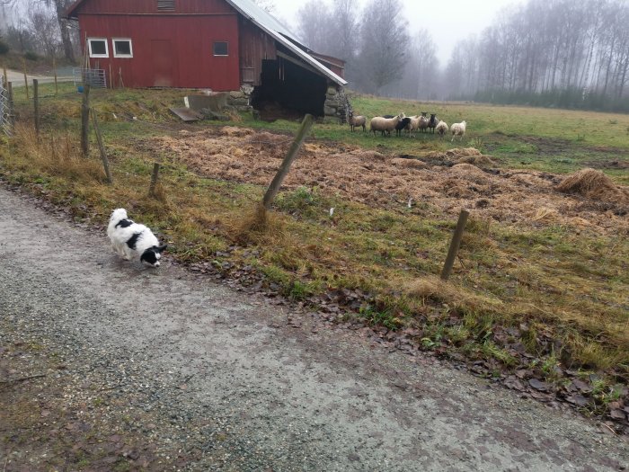 Lantlig scen med hund, får, rött hus, staket och dimmig skogsbakgrund.