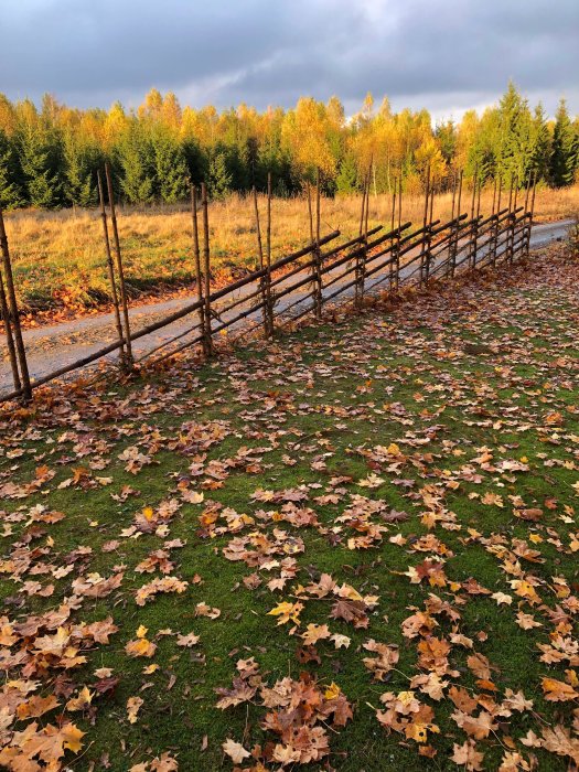 Höstlandskap, löv på marken, trädstaket, skog i bakgrunden, molnigt himmel, eftermiddagsljus.