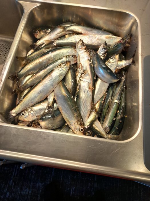 Ett rostfritt stål kärl fyllt med nyfångade, råa fiskar, troligen redo för rensning eller matlagning.