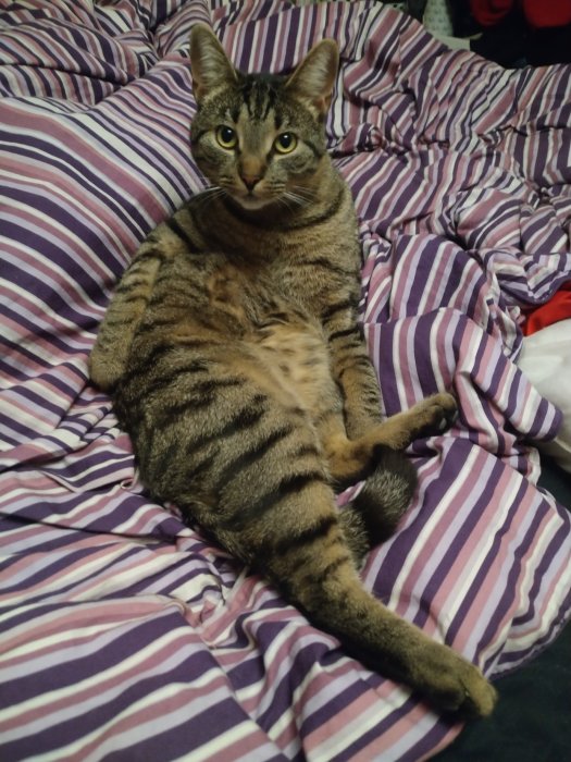 En katt ligger avslappnat på en randig sängklädsel och tittar in i kameran.