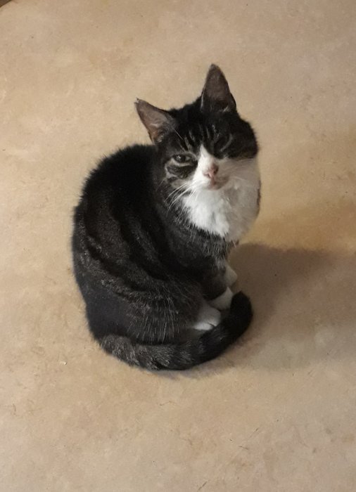 Svart och vit katt sitter på golv, ser in i kameran, verkar ha viss ansiktsasymmetri.
