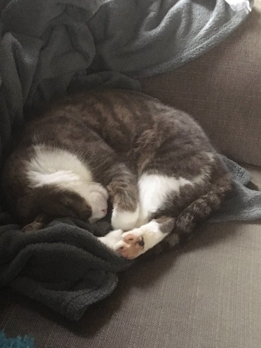 Brunvit katt sover kurad på en grå filt. Avslappnad och lugn.