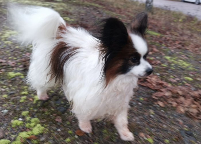 En fluffig, tvåfärgad hund promenerar utomhus med suddig bakgrund.