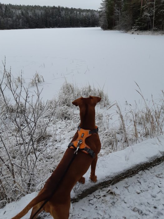 Hund i sele ser ut över frusen sjö, omgiven av snötäckt skog och mark.