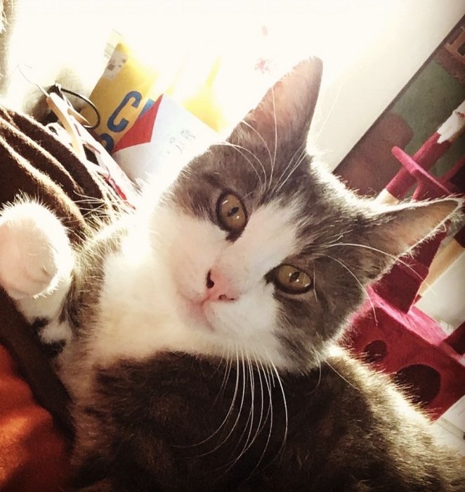 En grå och vit katt ligger bekvämt och tittar in i kameran.