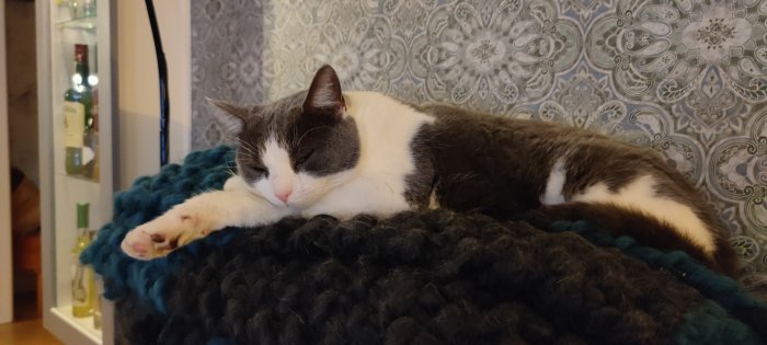 Gråvit katt sover på tjockt blått garnfilten mot tapet med mönster.