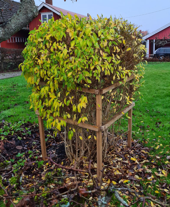 En buske med gula löv, stöttad av träställning, framför rött hus. Hösttema med löv på marken.