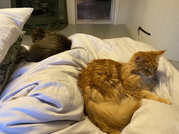 Två katter avkopplande på en vit kudde, en röd och en gråbrun, inomhus, mysfaktor, hemmiljö.