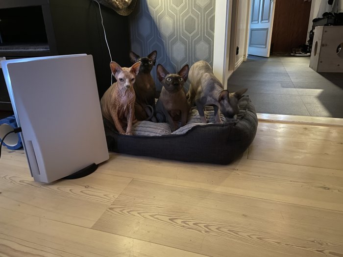 Tre nakna katter i en hundsäng inne i ett hem.