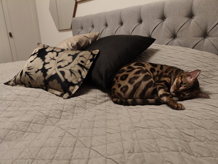 En Bengal-katt vilar på en säng bland kuddar.