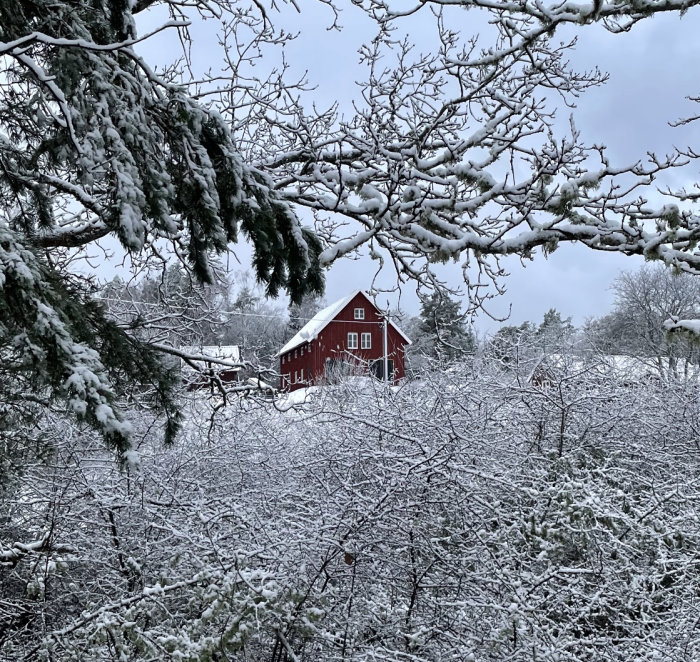 Rött hus i snötäckt landskap, träd med snö, vinterdag, lugn och fridfull atmosfär.