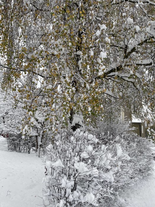 Vintrigt snölandskap, gröna löv på träd, snötäckt mark, stilla atmosfär, grå himmel.