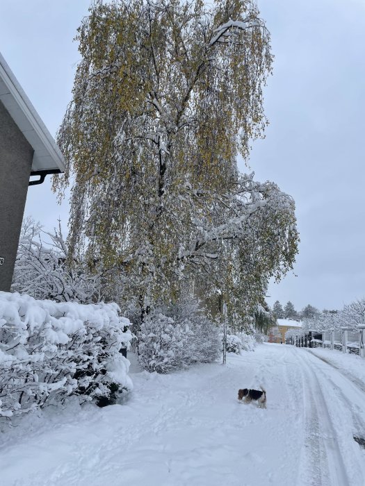 Vinterväder med snö, träd med kvarvarande löv, hus, hund på snötäckt väg.