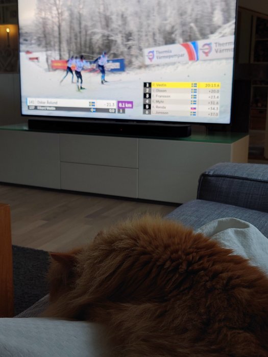 En katt sover på en person framför en TV som visar längdskidåkning. Inomhus, avslappnad atmosfär.