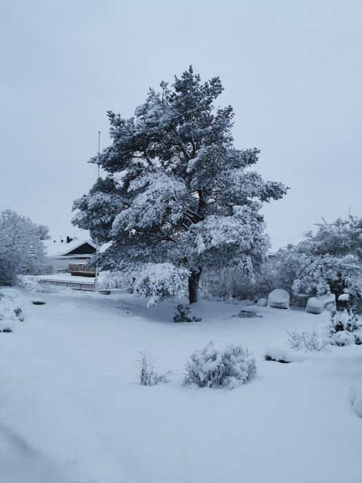 Snötäckt trädgård och barrträd framför hus i vinterlandskap under grå himmel.