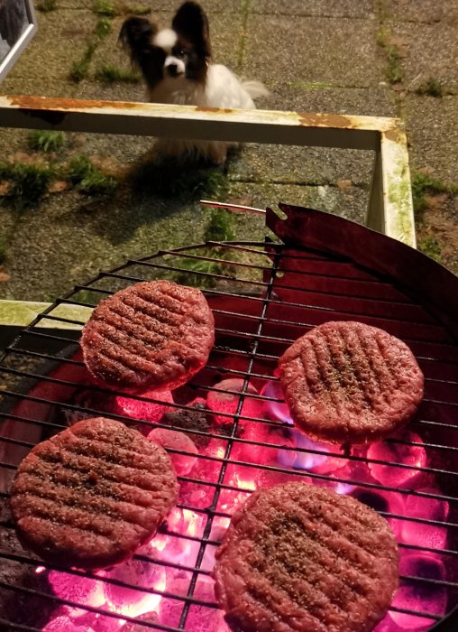 Fyra hamburgare grillas på glödande kol; en förväntansfull hund tittar på i bakgrunden nattetid.