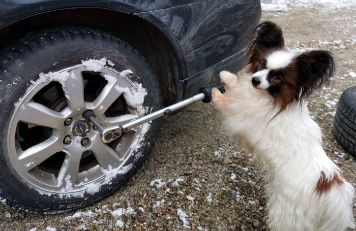 Hund står på bakbenen, verkar "hjälpa till" med att byta däck på bil, roligt poserad, snöiga förhållanden.