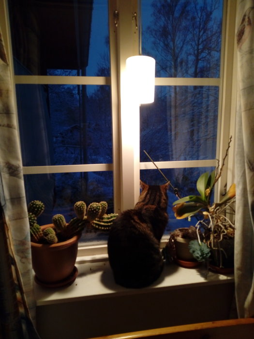 Katt på fönsterbrädan, krukväxter, lampa, skymning, snö utanför, hemtrevlig atmosfär.