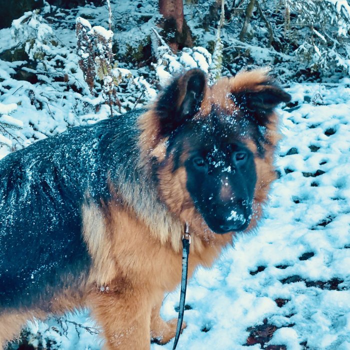 Tysk schäfer i snö, med snöflingor på pälsen, ser in i kameran.